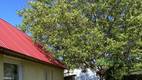 Debrecen, Boldogfalvi kert, Ház, ikerház  