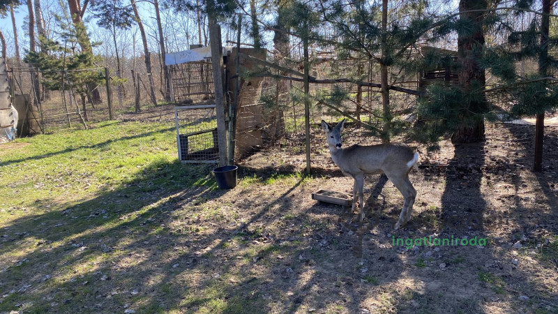 Debrecen, Mezőgazdasági ingatlan, tanya  